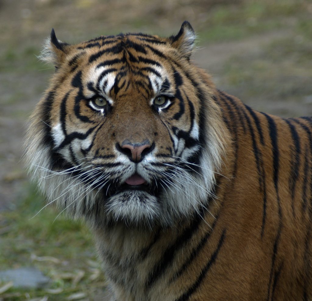 Schwarz Gestreifte Grosskatze In Asien