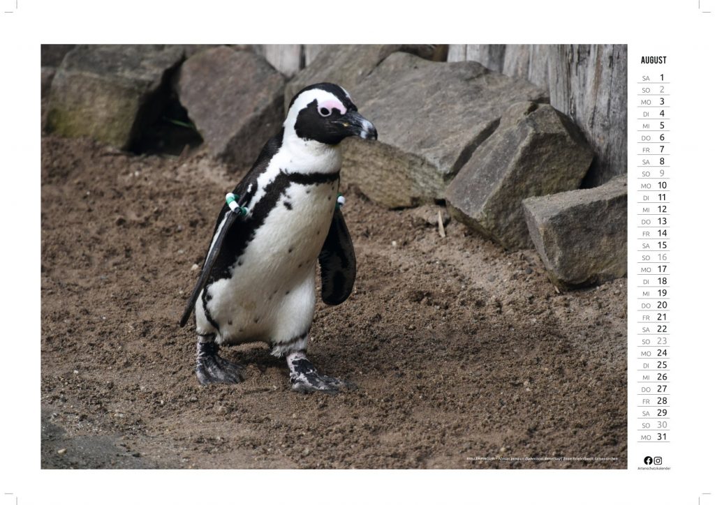 Kalenderbild August: Brillenpinguin