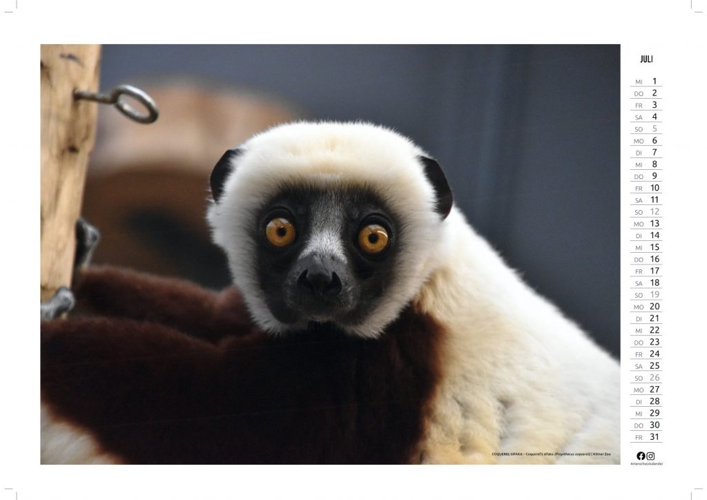 Juli-Kalenderbild: COQUEREL-SIFAKA