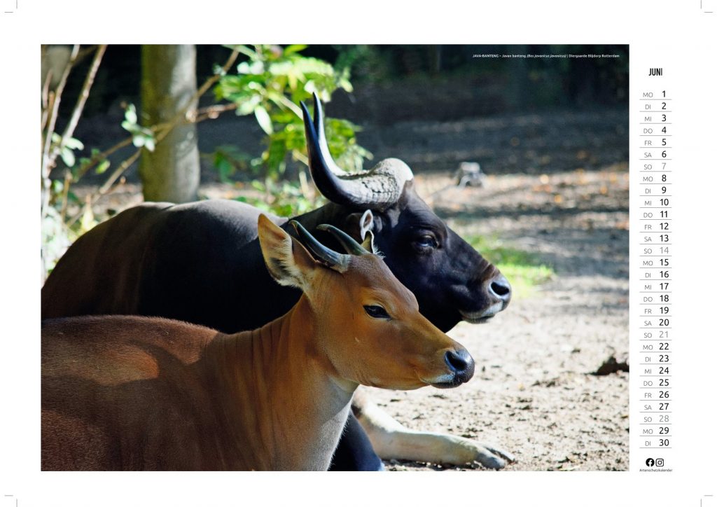 Juni-Kalenderbild: Java-Banteng